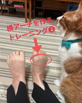 毎日やって疲れない足を手に入れよう🌱『横アーチを作るトレーニング②』